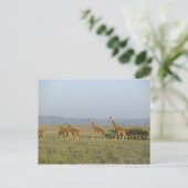 Carte Postale Lewa Wildlife Conservancy, Kenya (Debout devant)