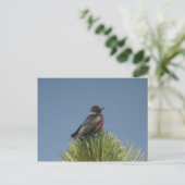 Carte postale Lewis' Woodpecker (Debout devant)