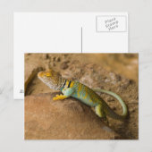 Carte Postale Lézard à collerette (Devant / Derrière)