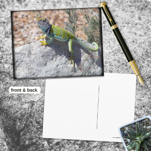 Carte Postale Lézard à collier prenant un bain de soleil sur une