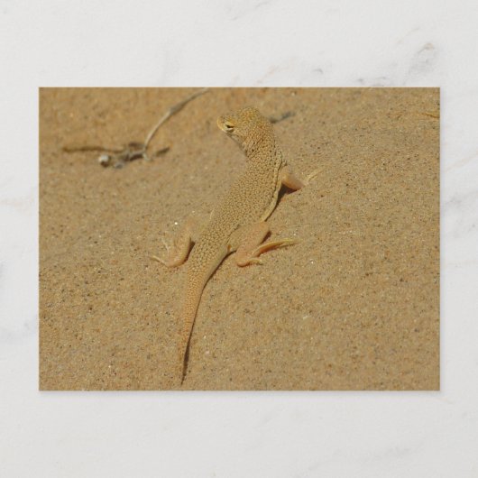 Carte Postale Lézard à doigts frangés du Mojave (Devant)