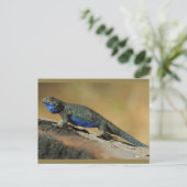 Carte Postale Lézard à échelle de ventre bleu (Debout devant)
