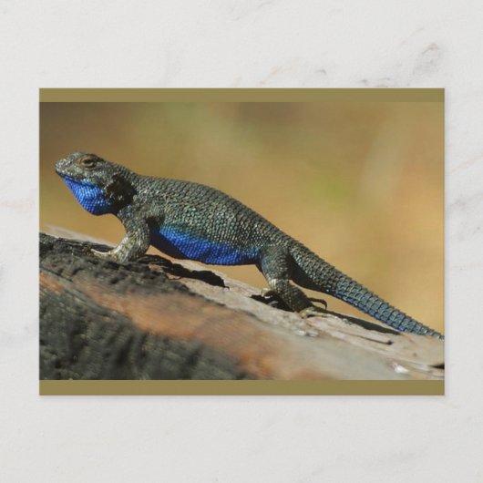 Carte Postale Lézard à échelle de ventre bleu (Devant)