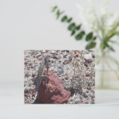 Carte Postale lézard à queue (Debout devant)