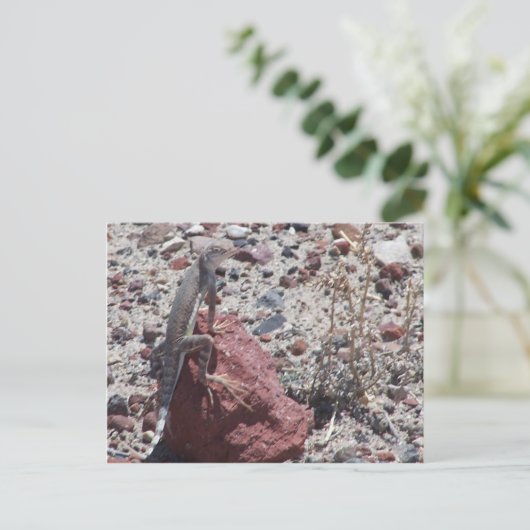 Carte Postale lézard à queue (Debout devant)