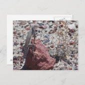 Carte Postale lézard à queue (Devant / Derrière)