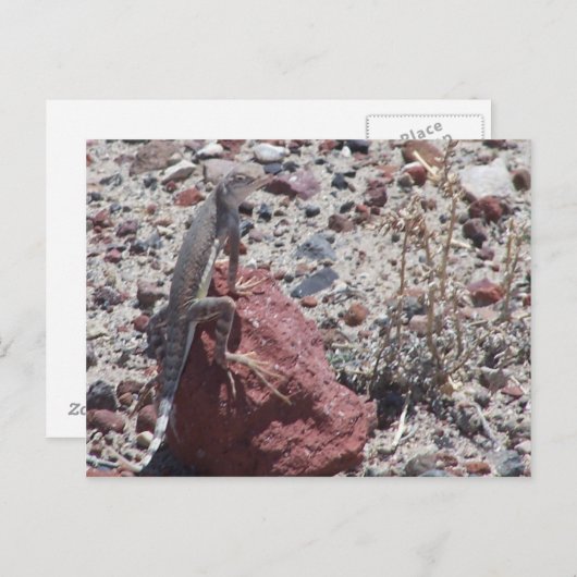 Carte Postale lézard à queue (Devant / Derrière)