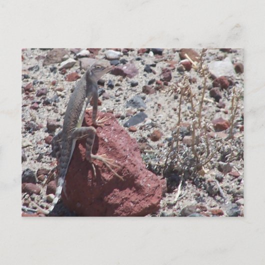 Carte Postale lézard à queue (Devant)
