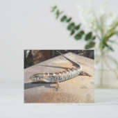 Carte Postale lézard alligator (Debout devant)