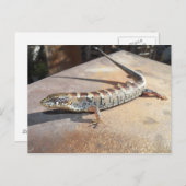 Carte Postale lézard alligator (Devant / Derrière)