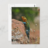 Carte Postale Lézard coloré (Devant / Derrière)