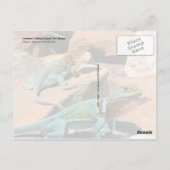 Carte Postale Lézard commun, Nouveau-Mexique (Dos)