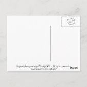 Carte postale Lézard de natation (Dos)