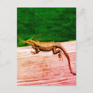 Carte Postale Lézard de queue cubaine en Floride