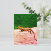 Carte Postale Lézard de queue cubaine en Floride (Debout devant)