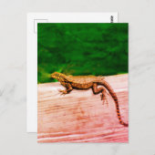 Carte Postale Lézard de queue cubaine en Floride (Devant / Derrière)