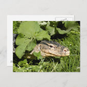 Carte Postale Lézard du moniteur d'eau (Devant / Derrière)