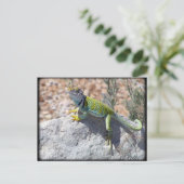 Carte Postale Lézard Écrasé Au Soleil Sur Une Photo Rock (Debout devant)