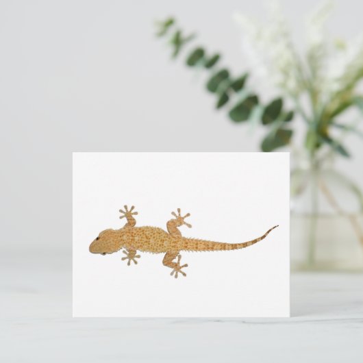 Carte Postale lézard gecko (Debout devant)