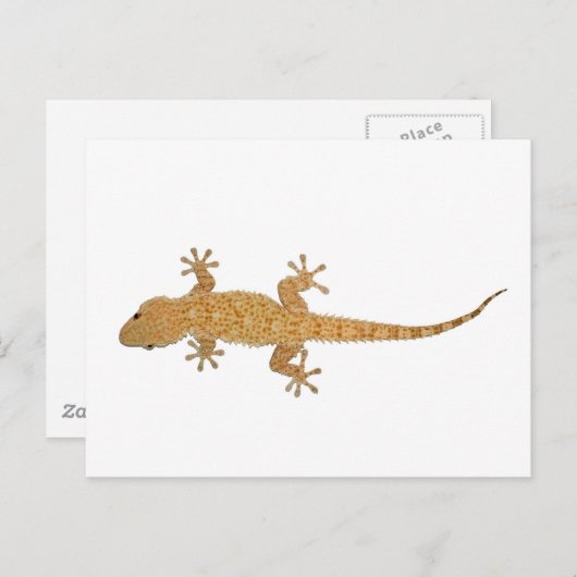 Carte Postale lézard gecko (Devant / Derrière)