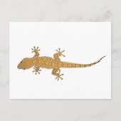 Carte Postale lézard gecko (Devant)