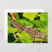 Carte Postale Lézard italien (Devant / Derrière)
