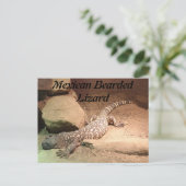 Carte Postale Lézard mexicain (Debout devant)