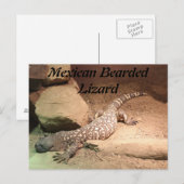 Carte Postale Lézard mexicain (Devant / Derrière)