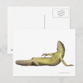 Carte Postale Lézard mural allongé - Podarcis muralis (Devant / Derrière)