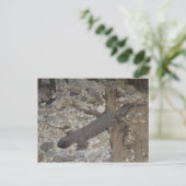 Carte Postale Lézard perlé n° 1 (Debout devant)