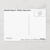 Carte Postale Lézard perlé n° 1 (Dos)