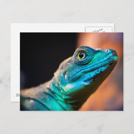 Carte Postale Lézard vert (Devant / Derrière)