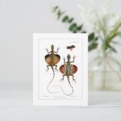 Carte Postale Lézard volant (Debout devant)