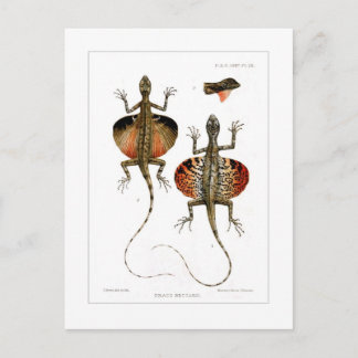 Carte Postale Lézard volant