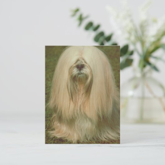 Carte Postale Lhasa Apso (Debout devant)