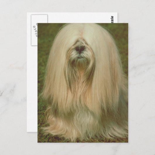 Carte Postale Lhasa Apso (Devant / Derrière)