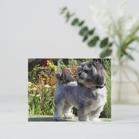 Carte Postale Lhasa Apso Bailey 1 (Debout devant)