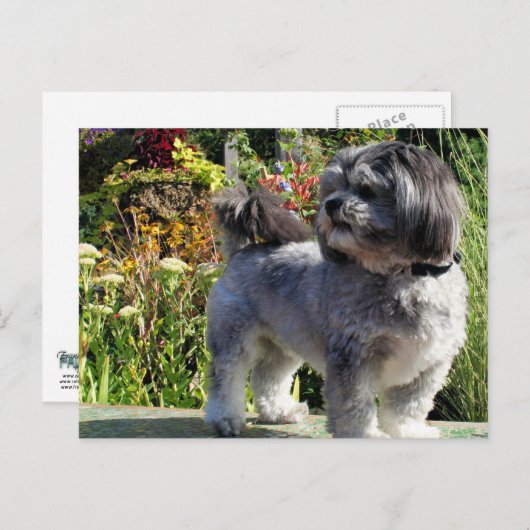 Carte Postale Lhasa Apso Bailey 1 (Devant / Derrière)