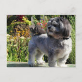 Carte Postale Lhasa Apso Bailey 1 (Devant)