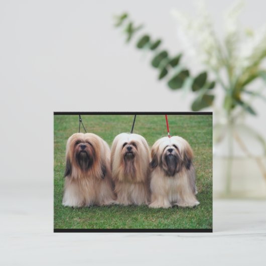 Carte Postale Lhasa Apso Trio (Debout devant)