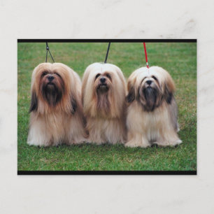 Carte Postale Lhasa Apso Trio