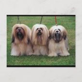Carte Postale Lhasa Apso Trio (Devant)