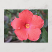 Carte Postale L'Hibiscus Tropical (Devant)