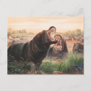 Carte Postale L'Hippopotame de Joseph Wolf