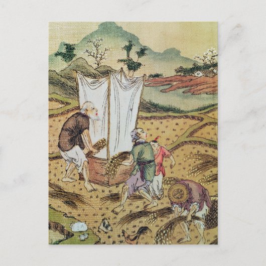 Carte Postale L'histoire du riz (Devant)