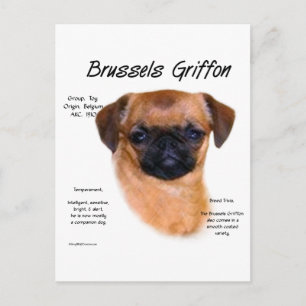 Carte Postale L'histoire mouvementée du Griffon bruxellois