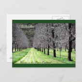 Carte Postale L'hiver dans le verger de Pecan (Devant / Derrière)