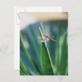 Carte Postale libellule (Devant / Derrière)