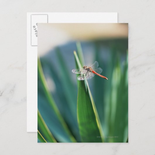 Carte Postale libellule (Devant / Derrière)