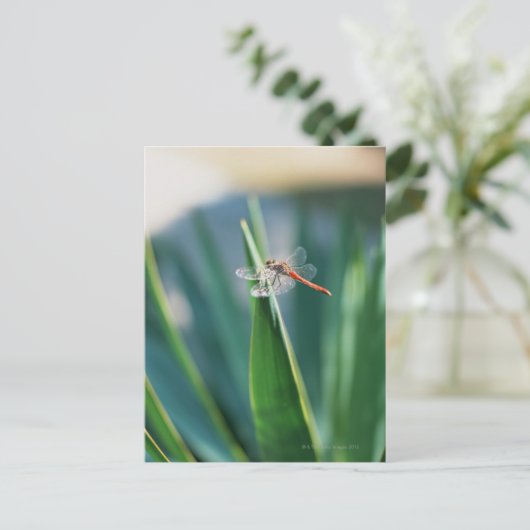 Carte Postale libellule (Debout devant)